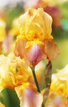 Beautiful blooming spring color irisの写真素材