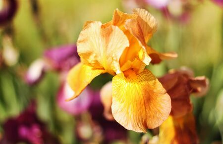 Beautiful blooming spring color irisの写真素材