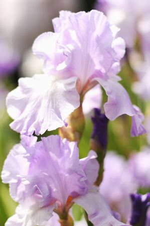 Beautiful blooming spring color irisの写真素材