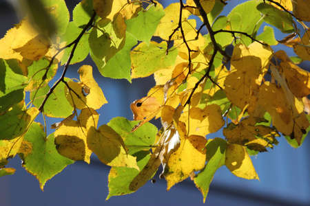Autumn leaves