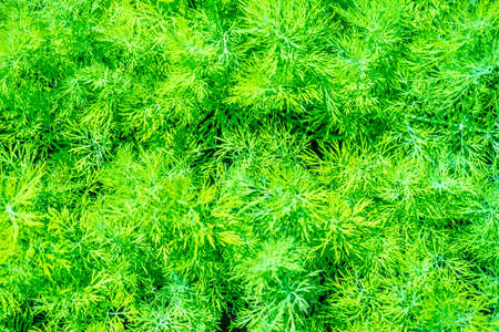 Fresh Green Dill Growing On Bedの写真素材
