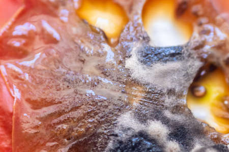 view of growing mold on the surface of a rotten tomato.