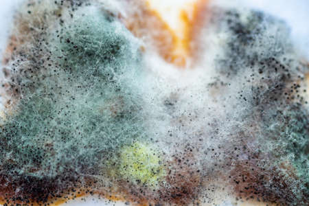 A piece of food covered with mold and pathogenic fungi rotates close-upの写真素材