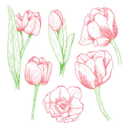 Set of red tulips drawn by hand. Blooming flowers with leaves and stems. Colored vector illustration in doodle style. Floral design. Elements are isolated on a white background.のイラスト素材