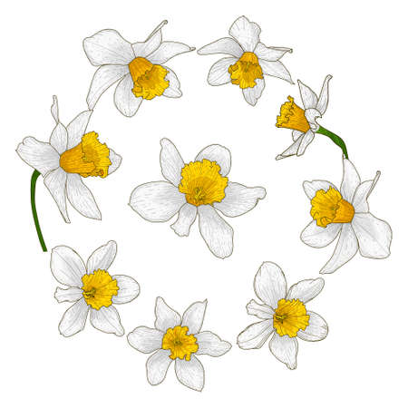 Beautiful blooming daffodil flower set.Buds with white and yellow petals for the wedding and romantic Spring mood decor.Floral collection in doodle style.Color vector illustration. Isolated on whiteのイラスト素材