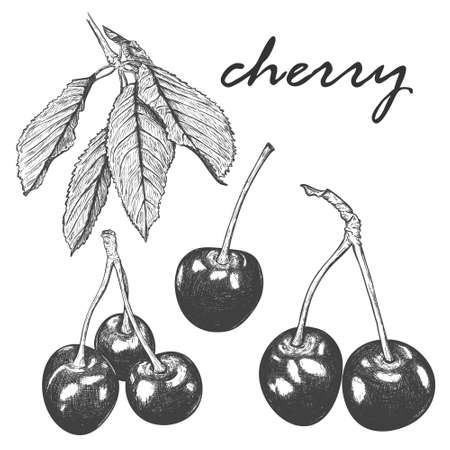 A set of realistic sketches of cherries and cherry tree leaves. Several leaves of a cherry tree on one branch. Botanical illustration. Hand-drawn and isolated on a white. Black and white vector.のイラスト素材