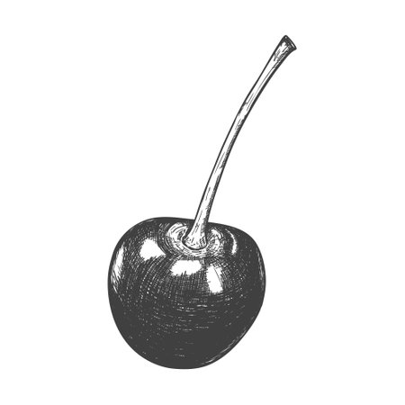 Sketch of a cherry berry. One ripe cherry with a twig. Hand-drawn and isolated on a white background. Black and white vector illustration. Food sketch.のイラスト素材