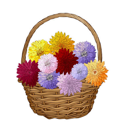 Wicker basket with asters and chrysanthemums. Gift bouquet for the design of cards, invitations, gratitude. Hand drawn and isolated on a white background. Color vector illustration with outlineのイラスト素材