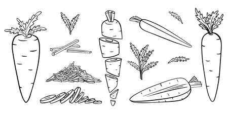 Carrots in Doodle style. Collection of hand-drawn vegetables. Whole, cut, sliced, grated, with leaves.Outline.Elements are isolated on white. For food packaging design.Black white vector illustrationのイラスト素材