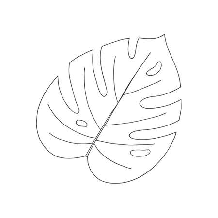 List of monstera. Botanical decorative element. Tropical plant. Simple black and white vector illustration, hand drawn, isolated on a white backgroundのイラスト素材