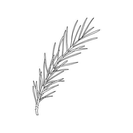 A sprig of rosemary with leaves on the stem. Botanical design element for decorating menus and recipes. Simple black and white vector illustration drawn by hand, isolated on a white backgroundのイラスト素材