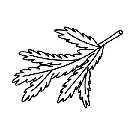 Spruce branch in Doodle style. The sketch is hand-drawn and isolated on a white background. Element of new year and Christmas design. Outline drawing. Black-white vector illustrationのイラスト素材