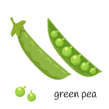Green peas in a pod. Legume plant in a closed and open pod. Ingredient, an element for the design of food packaging, recipes, and menus. Isolated on white vector illustration in flat styleのイラスト素材