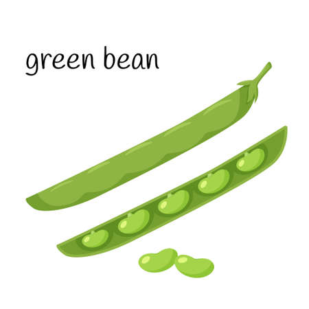 Green beans in a pod. Legume plant in a closed and open pod. Ingredient, an element for the design of food packaging, recipes, and menus. Isolated on white vector illustration in flat styleのイラスト素材
