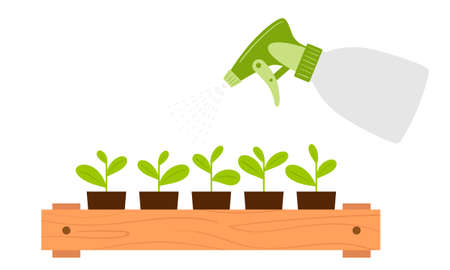 Spraying seedling cups from a spray bottle. Moistening of foliage. Plant care. Botanical vector illustration in cartoon flat style, isolated on white backgroundのイラスト素材