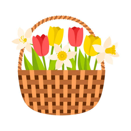 Wicker basket with tulips and daffodils. Spring flowers, a symbol of the beginning of spring, gardening. Decorative element for a postcard. Vector illustration in a flat style. Isolated on whiteのイラスト素材