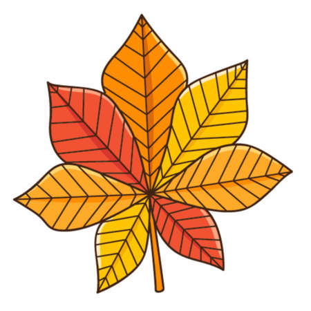 Red and yellow chestnut leaf. Autumn leaf. Botanical, plant design element with outline. Doodle, hand-drawn. Flat design. Color vector illustration. Isolated on a white backgroundのイラスト素材