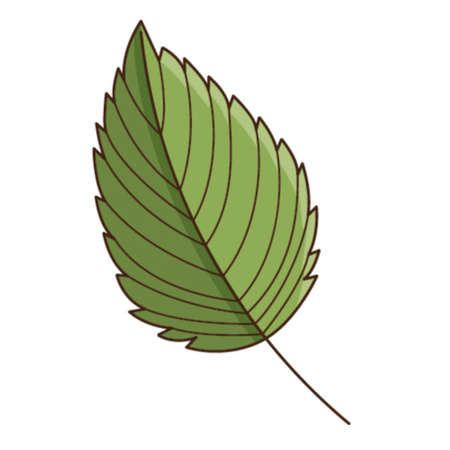 Green birch leaf. Botanical, plant design element with outline. Time of summer, autumn. Doodle, hand-drawn. Flat design. Color vector illustration. Isolated on a white backgroundのイラスト素材