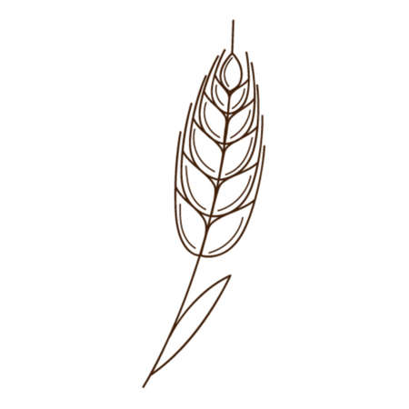 wheat, rye spikelet. A symbol of autumn, harvest. Design element with outline. Doodle, hand-drawn. Flat design. Black white vector illustration. Isolated on a white backgroundのイラスト素材