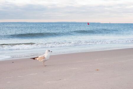 Gull on the ocean beachの写真素材