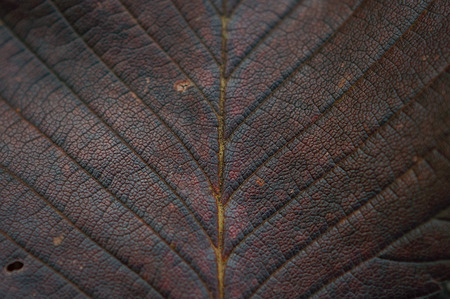 Dry autumn leaf texture