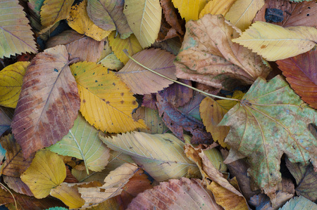Dry autumn leaves
