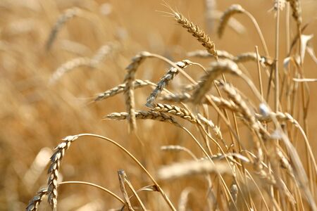 golden ears of wheatの写真素材