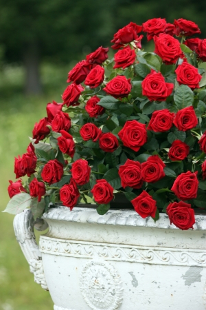 bouquet of red roses in a vase in the gardenの写真素材