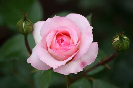 Pink rose bud on a background of green foliage の写真素材