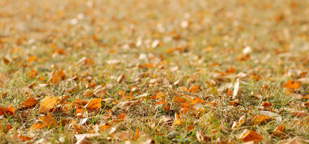 Background with autumn golden leaves and grassの写真素材