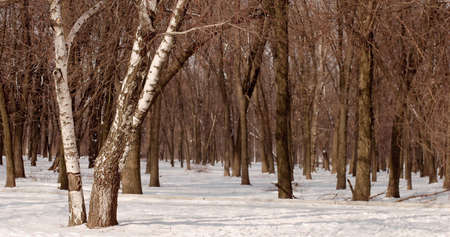 Old park with trees at the winter timeの写真素材