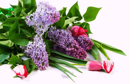 Closeup image bouquet  of lilac and tulips on whiteの写真素材