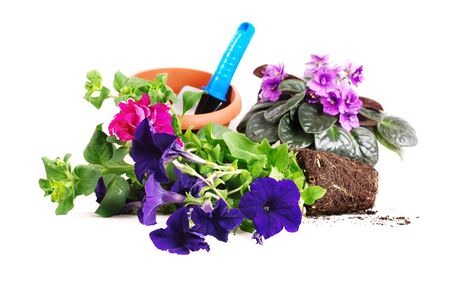 Petunias and violets flowers with garden tools on white backgroundの写真素材