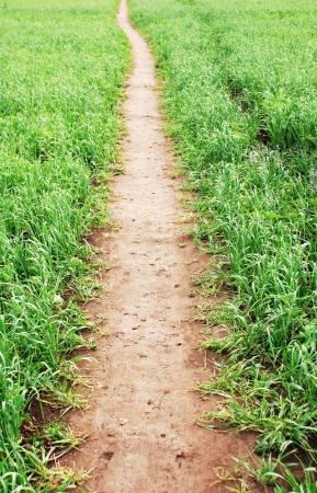 footpath across the field of green grassの写真素材