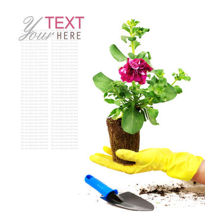 Petunia flower with roots in hand protected rubber glovesの写真素材