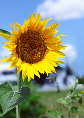 Single sunflower near the roadの写真素材