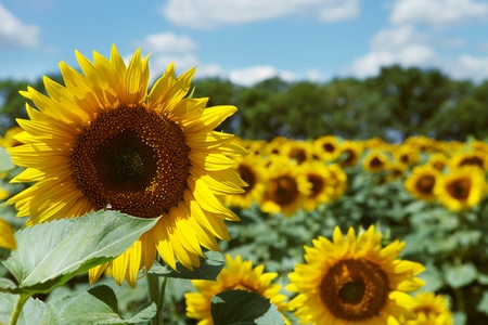 Sunflower field in sunny summer dayの写真素材