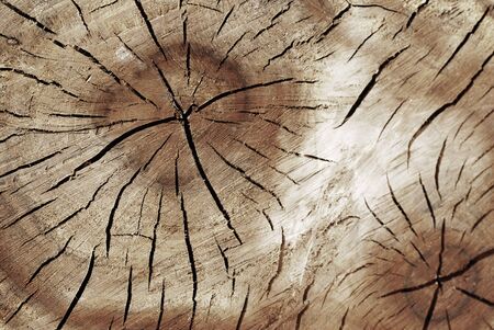 Close up image Cracked old tree textureの写真素材