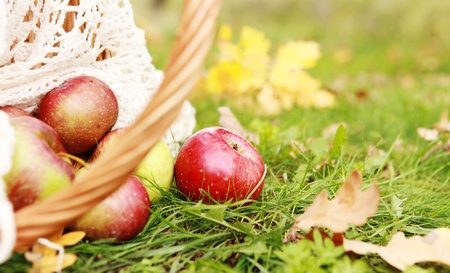 Fresh ripe apple faliing into the grass from the basketの写真素材