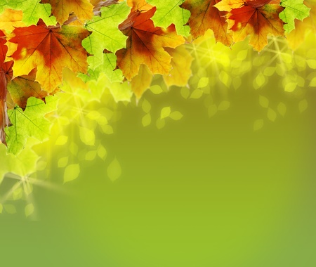 Light green shining background with colored autumn leavesの写真素材
