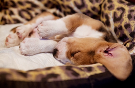 Beagle puppy sleeping at curiose poseの写真素材