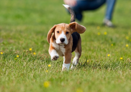 Running beagle puppy with flying ears at the walkの写真素材