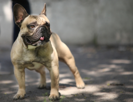 French bulldog on the Promenadeの写真素材