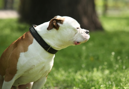 American Staffordshire Terrierの写真素材