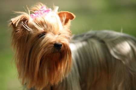 Shih Tzu Dog portraitの写真素材