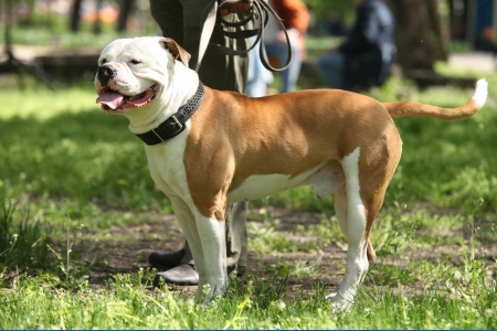 American Staffordshire Terrierの写真素材