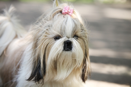 Shih Tzu Dog portraitの写真素材