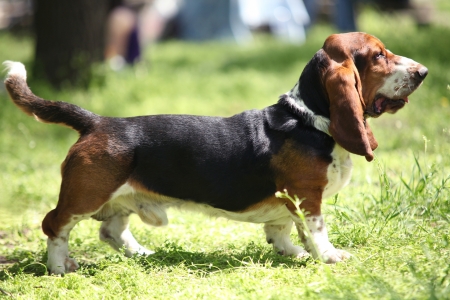 Tricolor Basset Hound Limousine Dogの写真素材