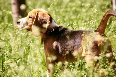 Little beagle puppy First Hunting in the high grassの写真素材
