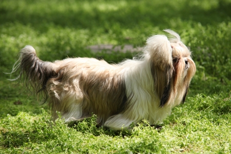 Shih Tzu Dog の写真素材